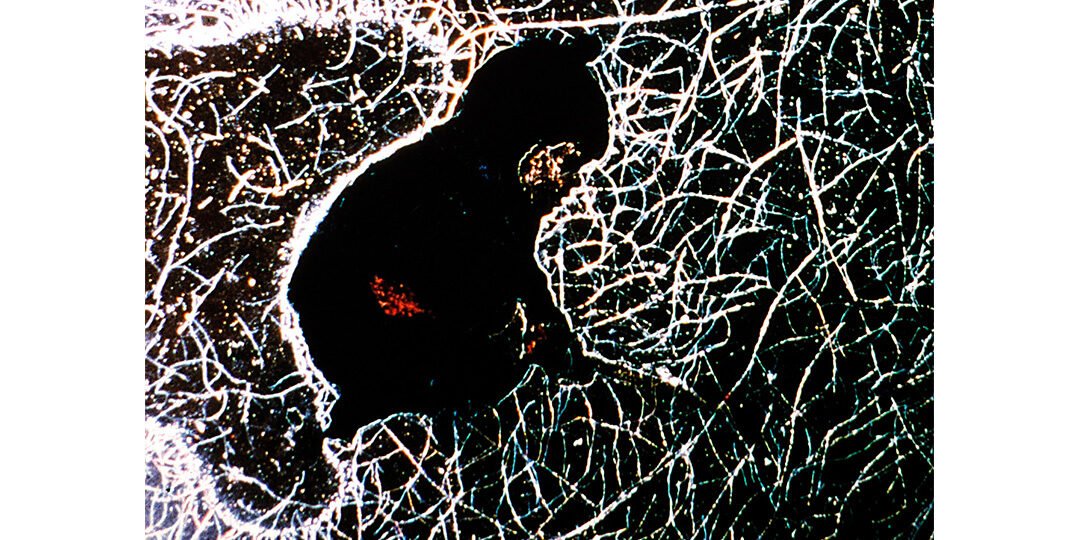 Phil Solomon – entrevista por Scott MacDonald (tradução)